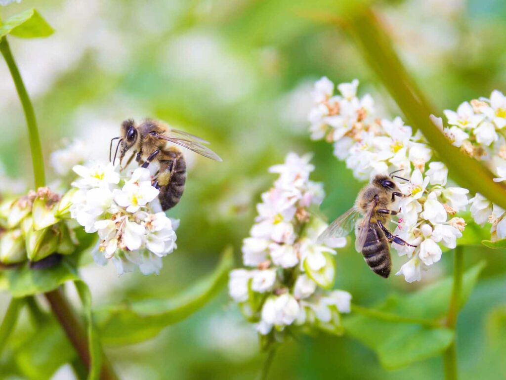 Insectenvriendelijk boekweit terug naar Nederland